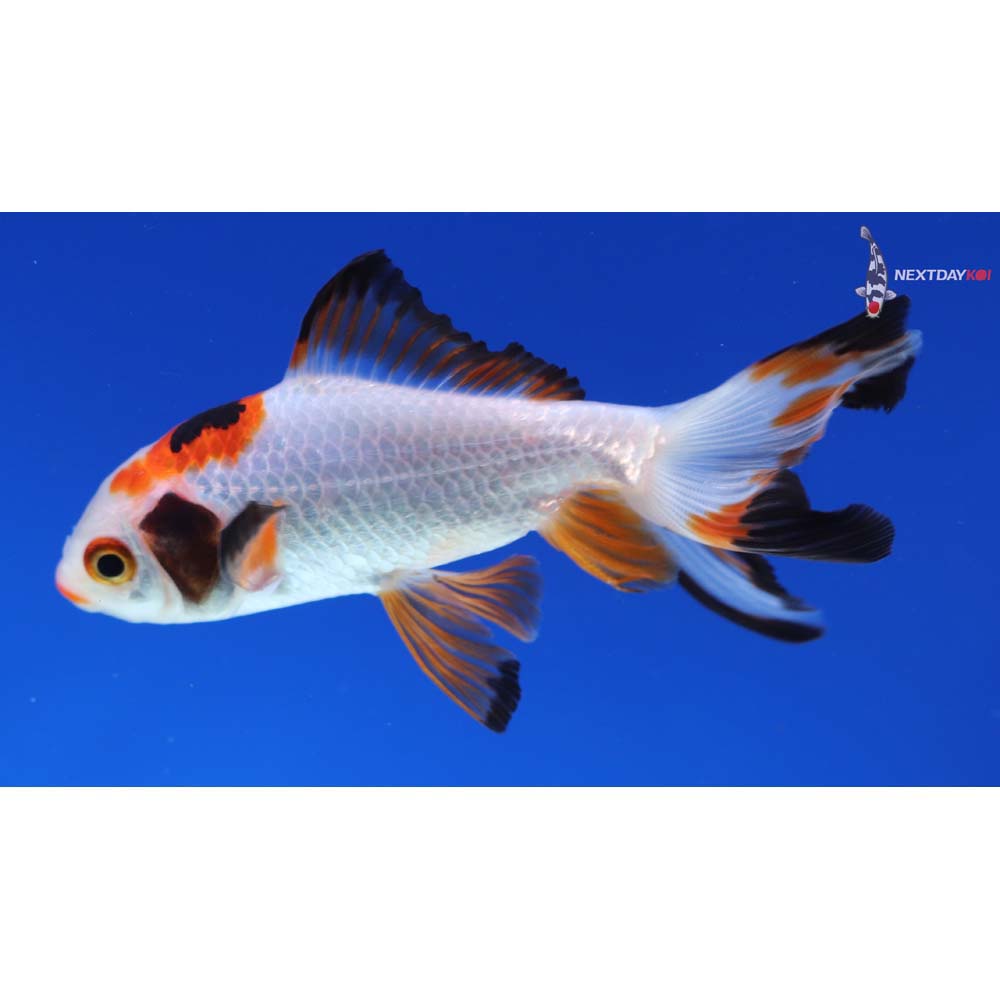 4” Imported Tri Color Wakin