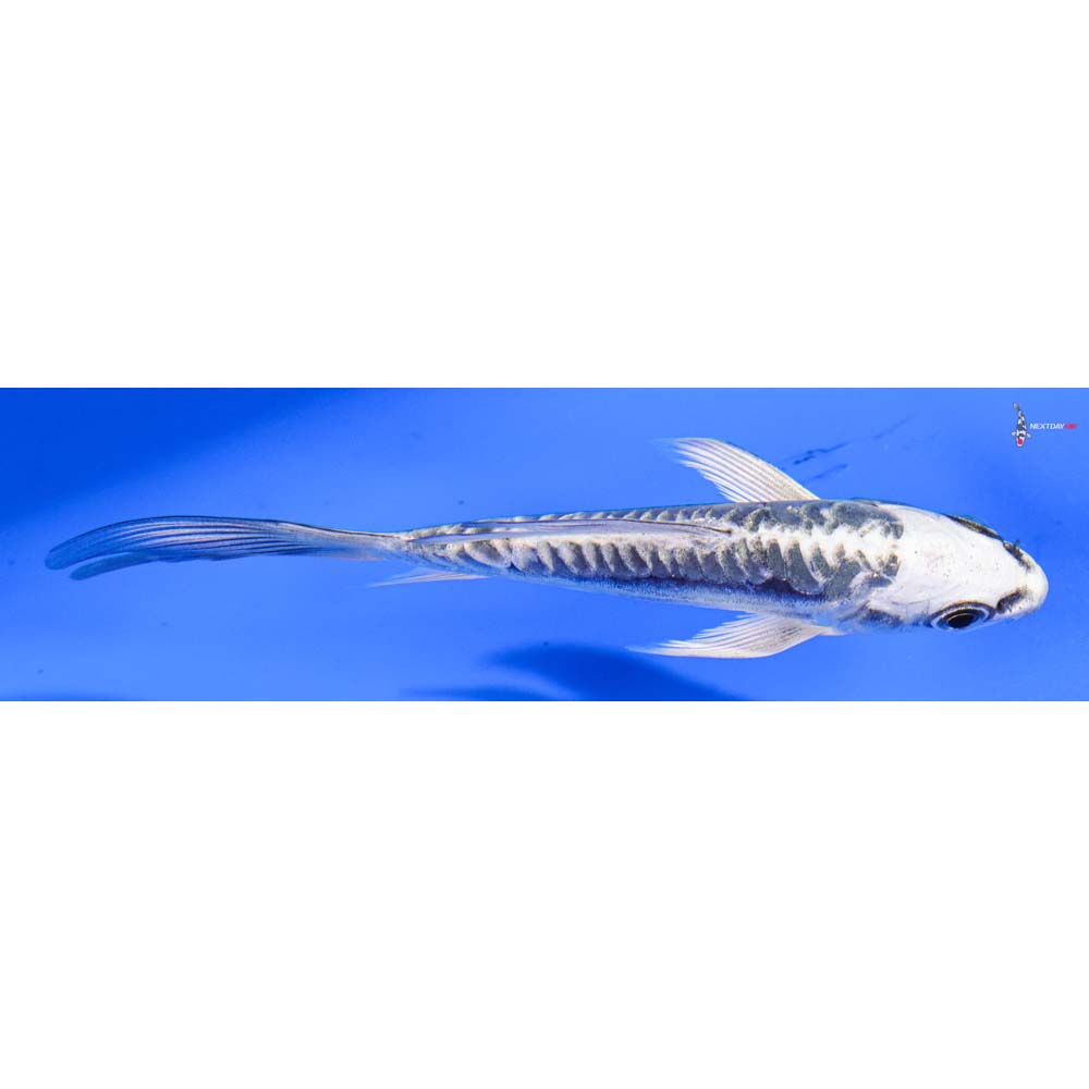 4” Imported Kikokuryu Butterfly Koi