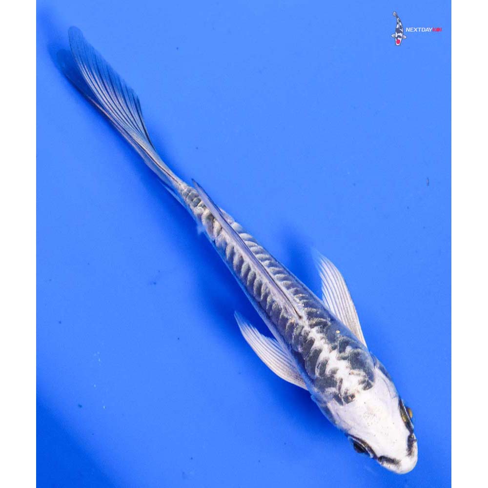 4” Imported Kikokuryu Butterfly Koi