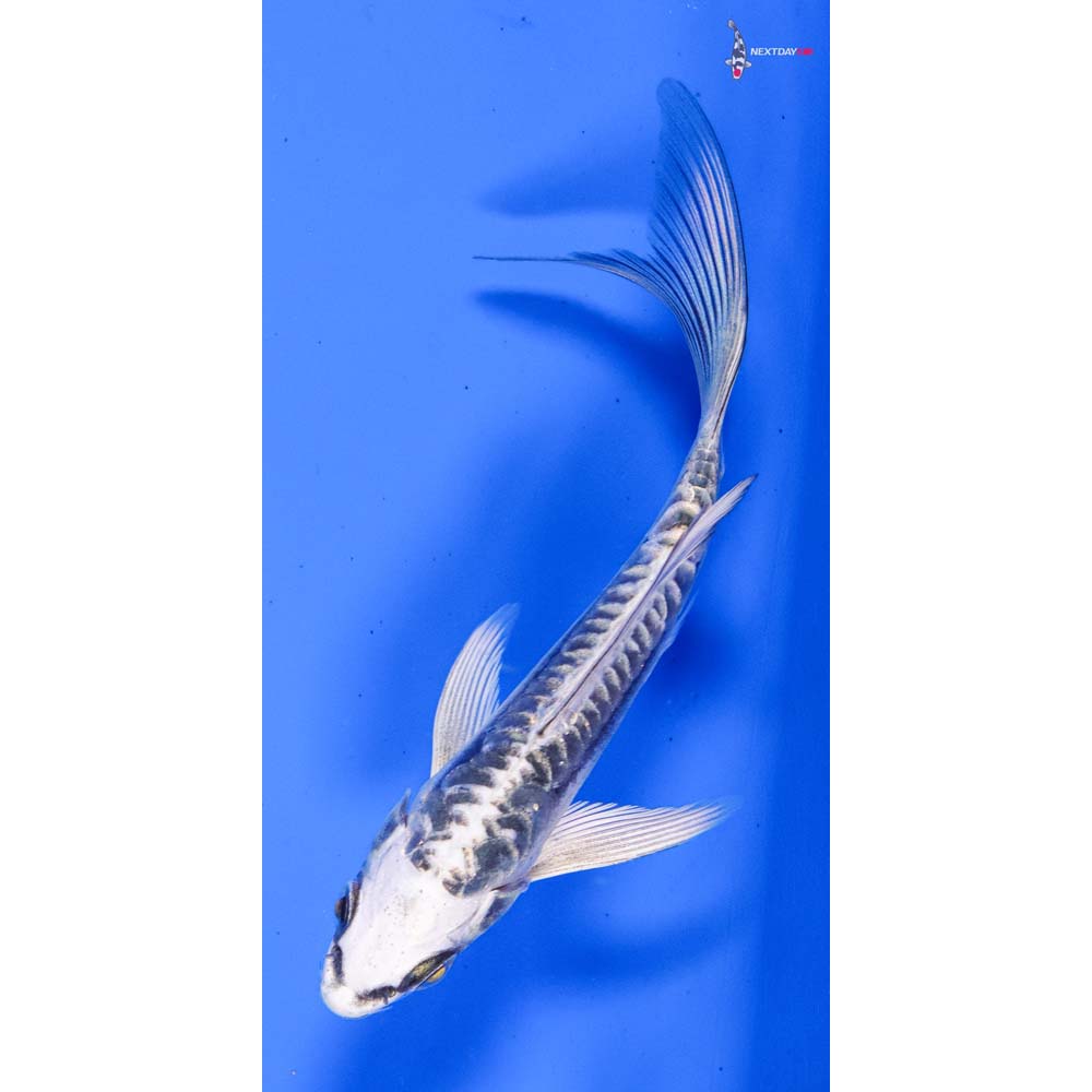 4” Imported Kikokuryu Butterfly Koi