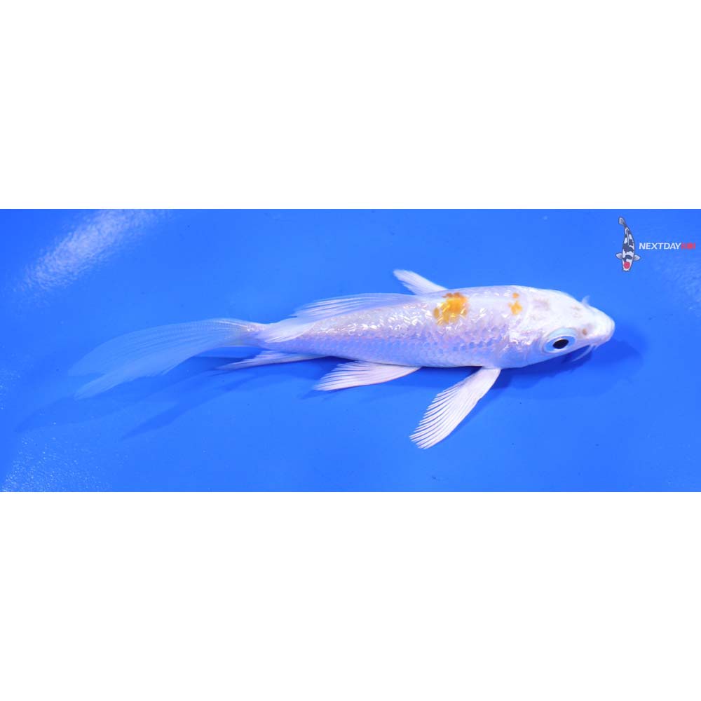 4” Imported Gin Rin Hariwake Butterfly Koi