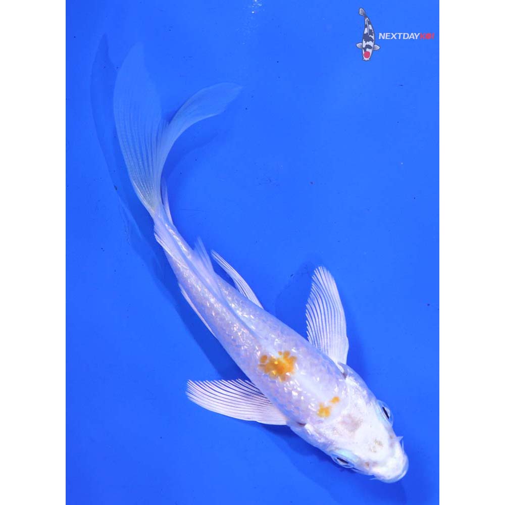 4” Imported Gin Rin Hariwake Butterfly Koi