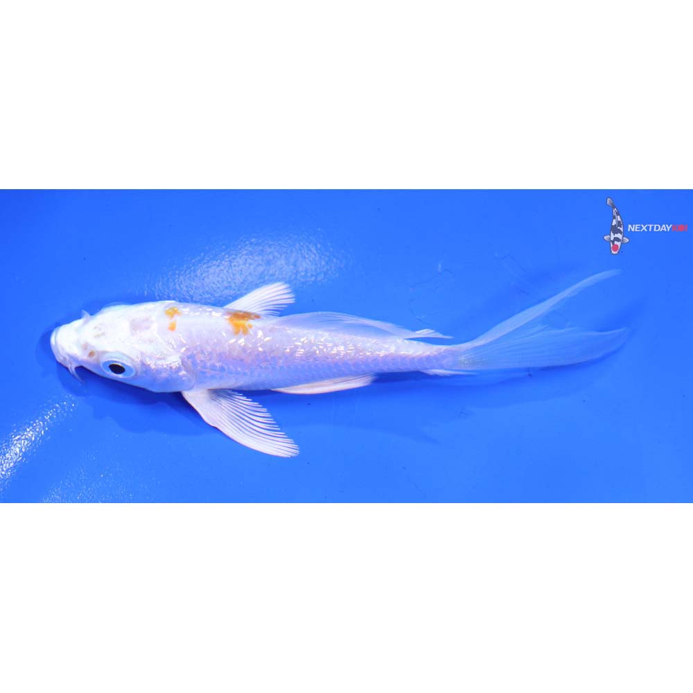 4” Imported Gin Rin Hariwake Butterfly Koi