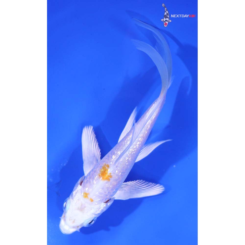 4” Imported Gin Rin Hariwake Butterfly Koi