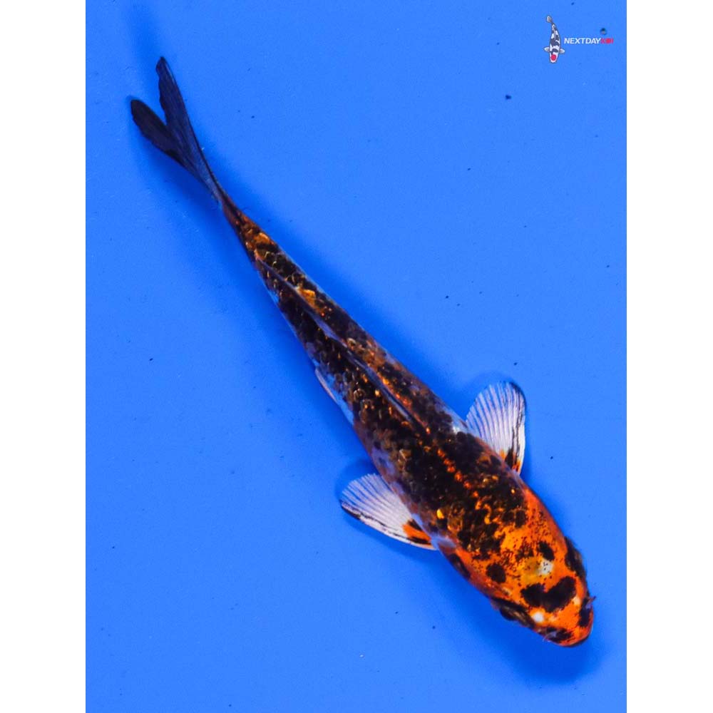 4” Imported Gin Rin Yamato Nishiki