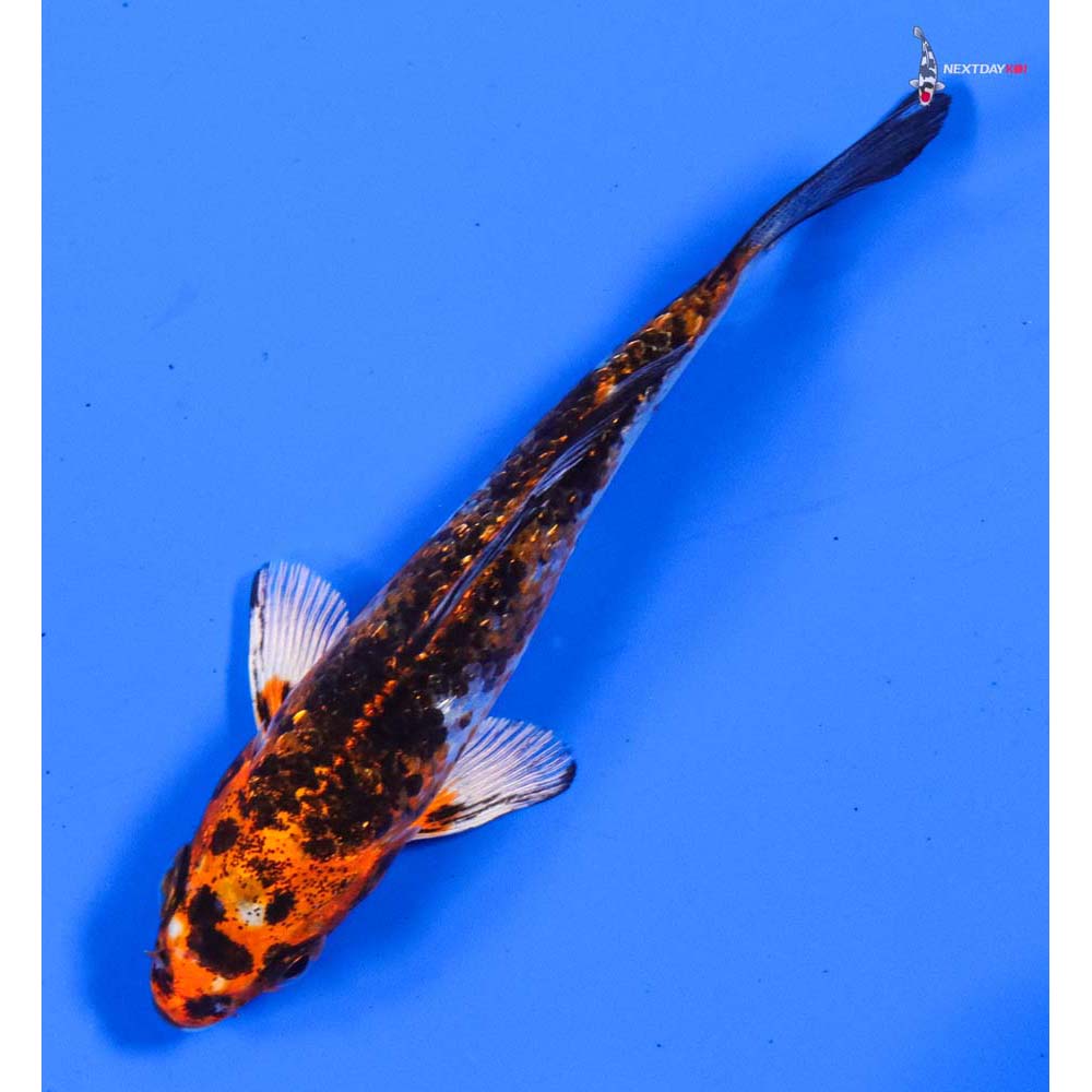 4” Imported Gin Rin Yamato Nishiki