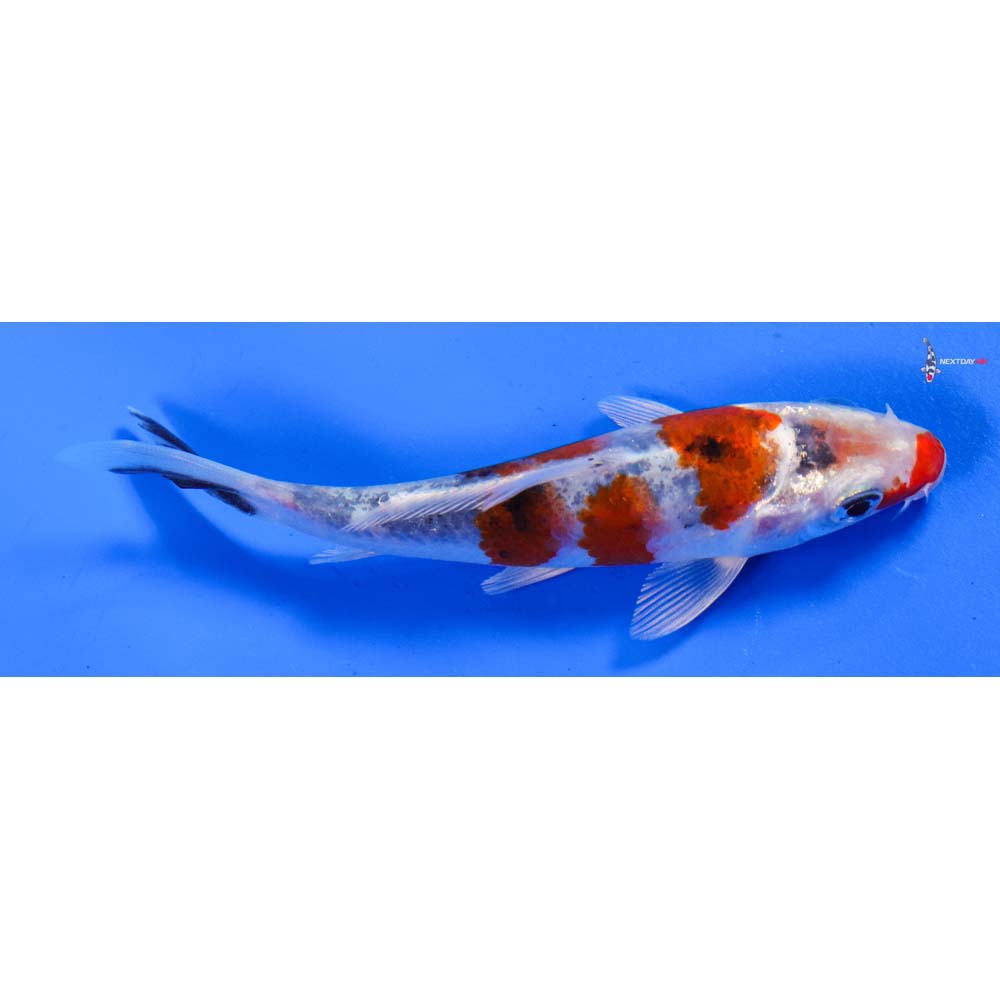 4” Imported Yamato Nishiki