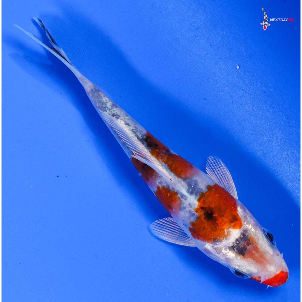 4” Imported Yamato Nishiki