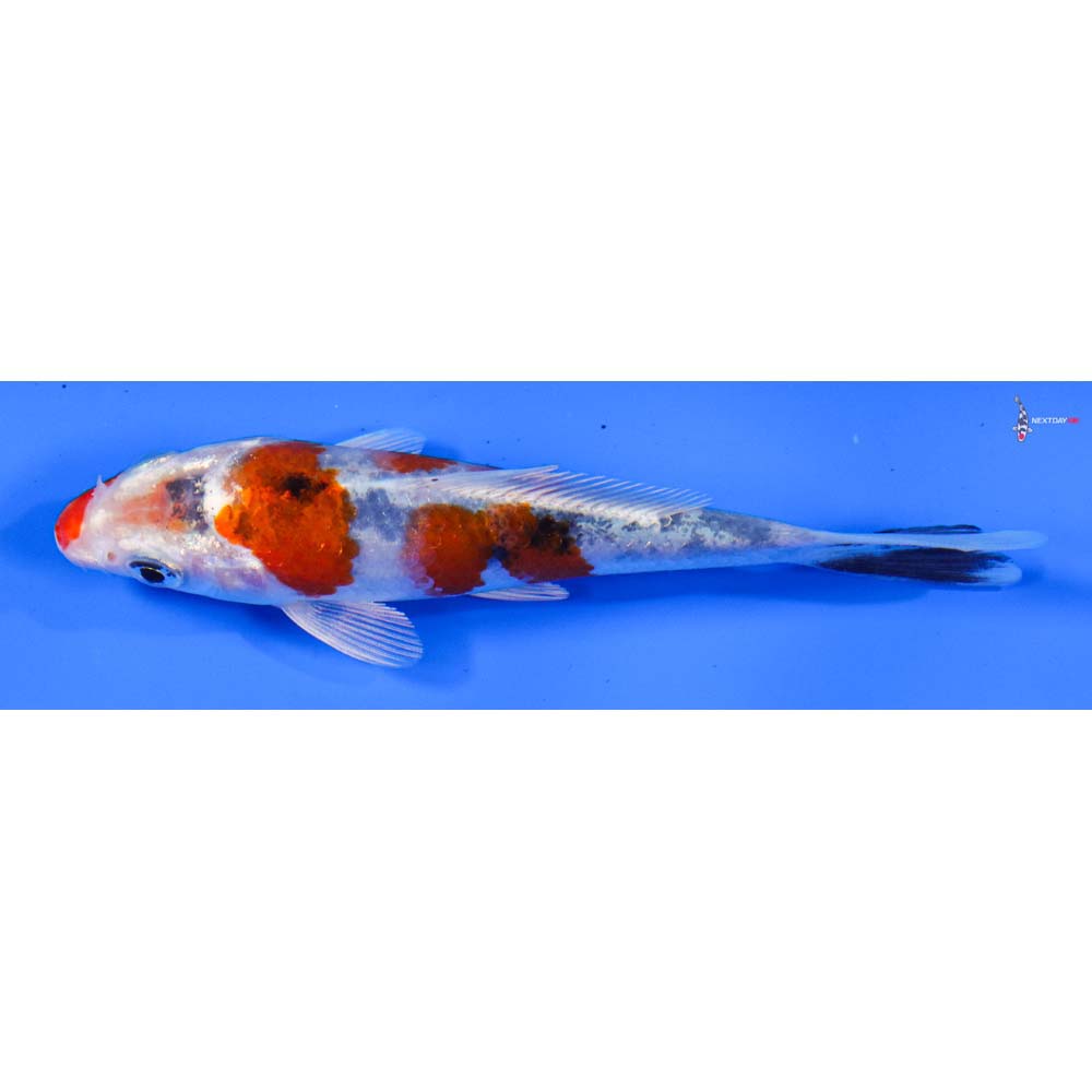 4” Imported Yamato Nishiki