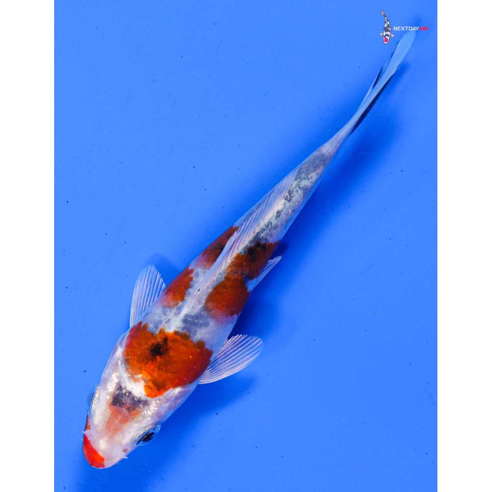 4” Imported Yamato Nishiki