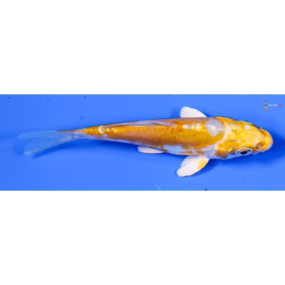 4” Imported Doitsu Lemon Hariwake