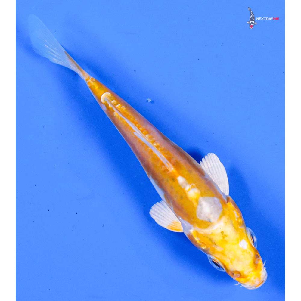 4” Imported Doitsu Lemon Hariwake