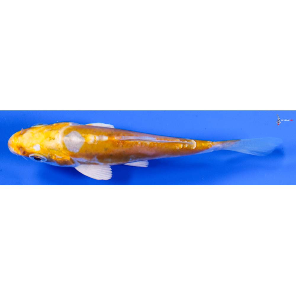 4” Imported Doitsu Lemon Hariwake