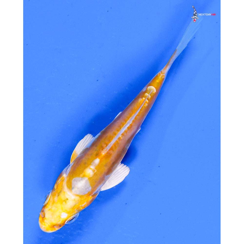 4” Imported Doitsu Lemon Hariwake