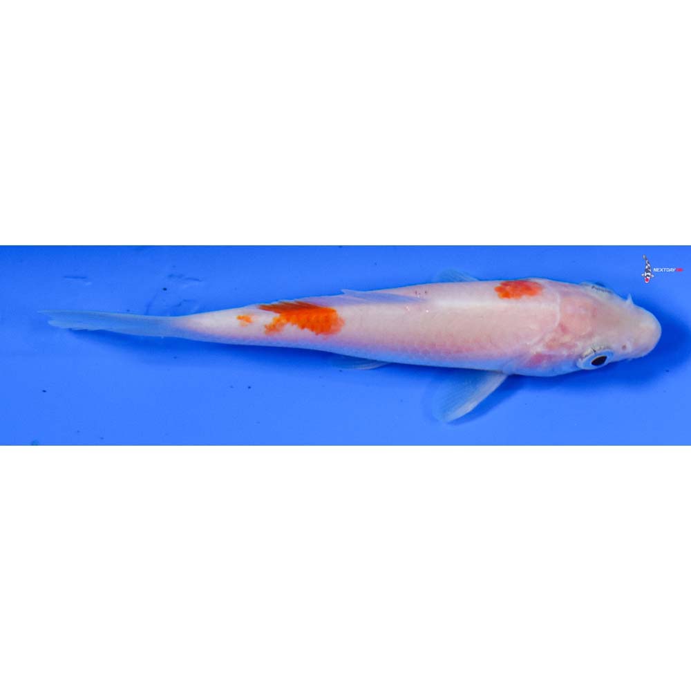 4” Imported Kohaku
