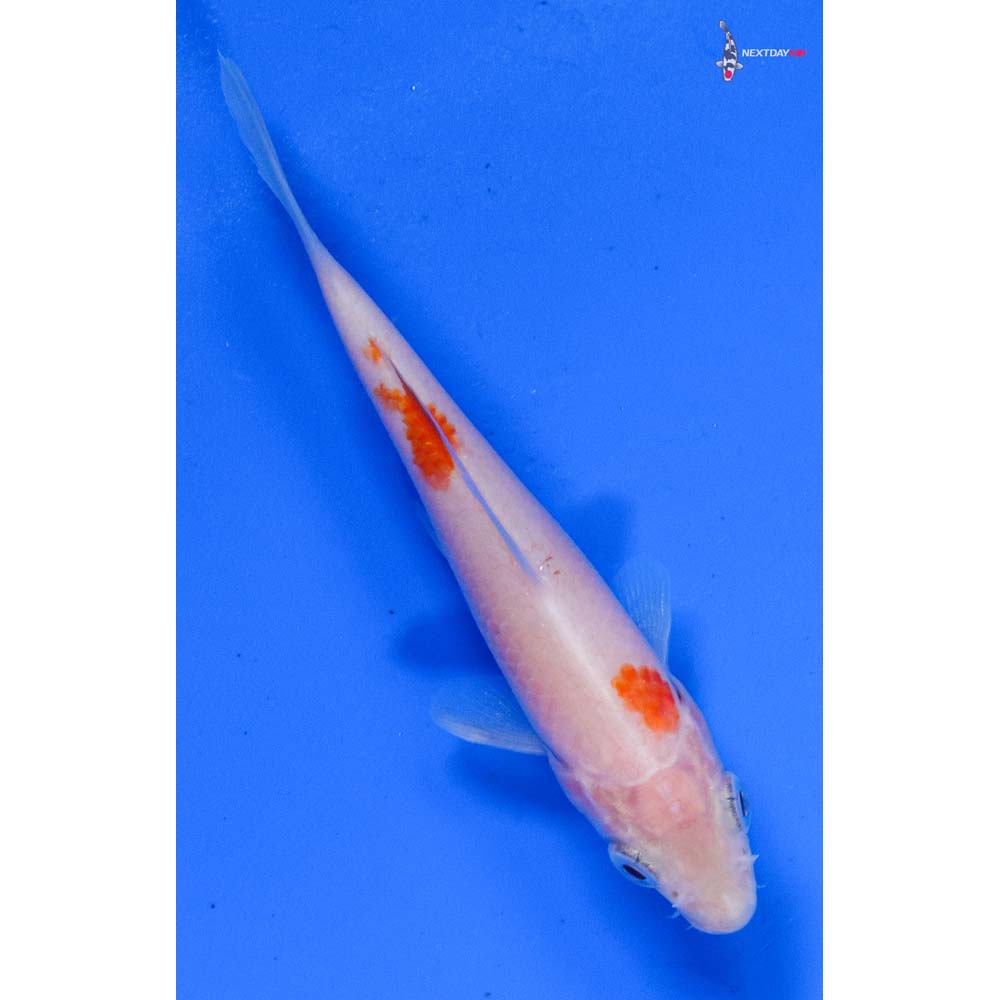 4” Imported Kohaku