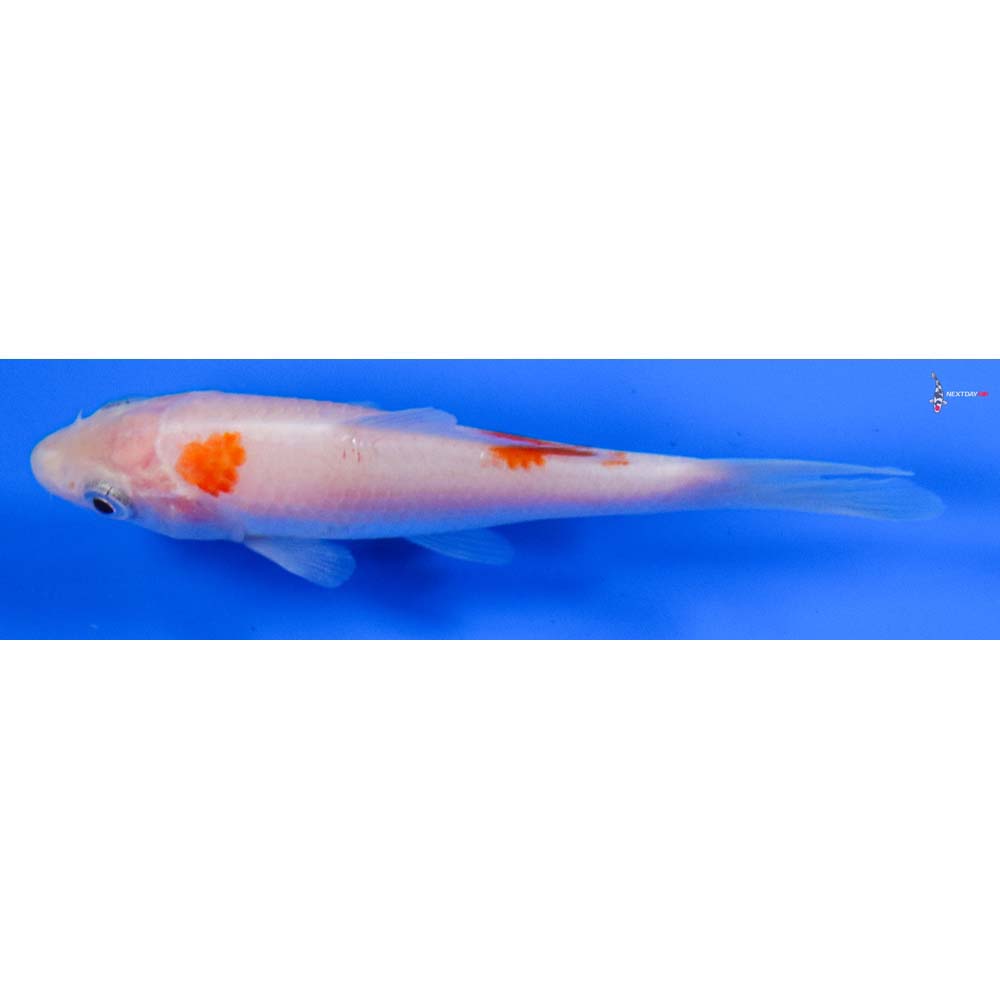 4” Imported Kohaku