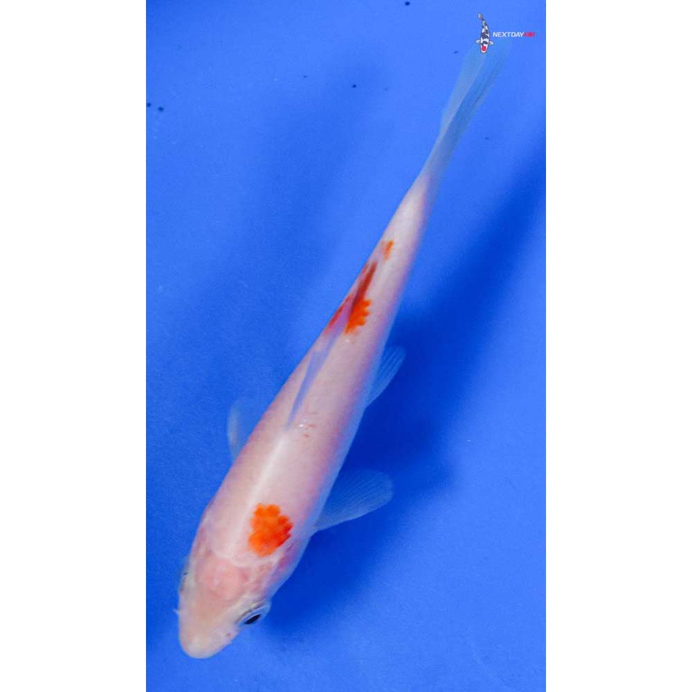 4” Imported Kohaku