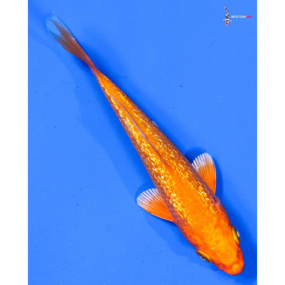 4” Imported Gin Rin Orenji Ogon