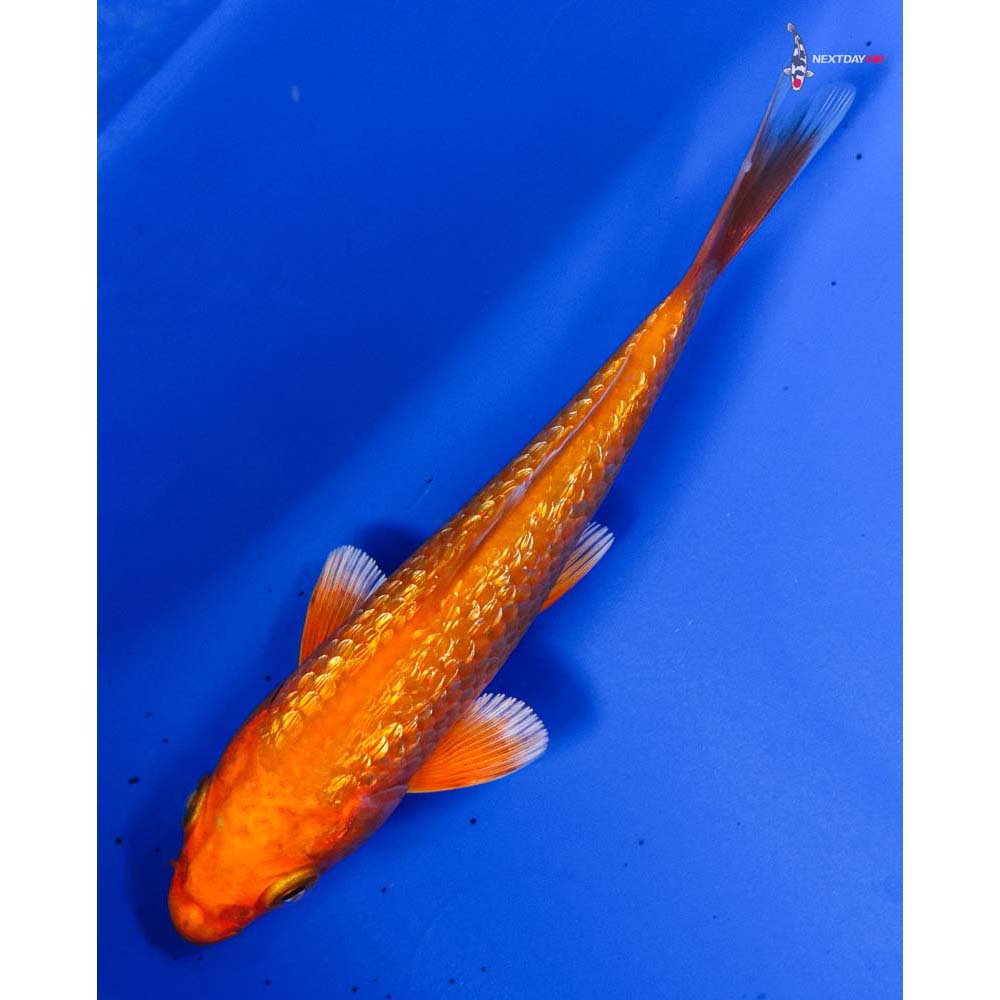 4” Imported Gin Rin Orenji Ogon