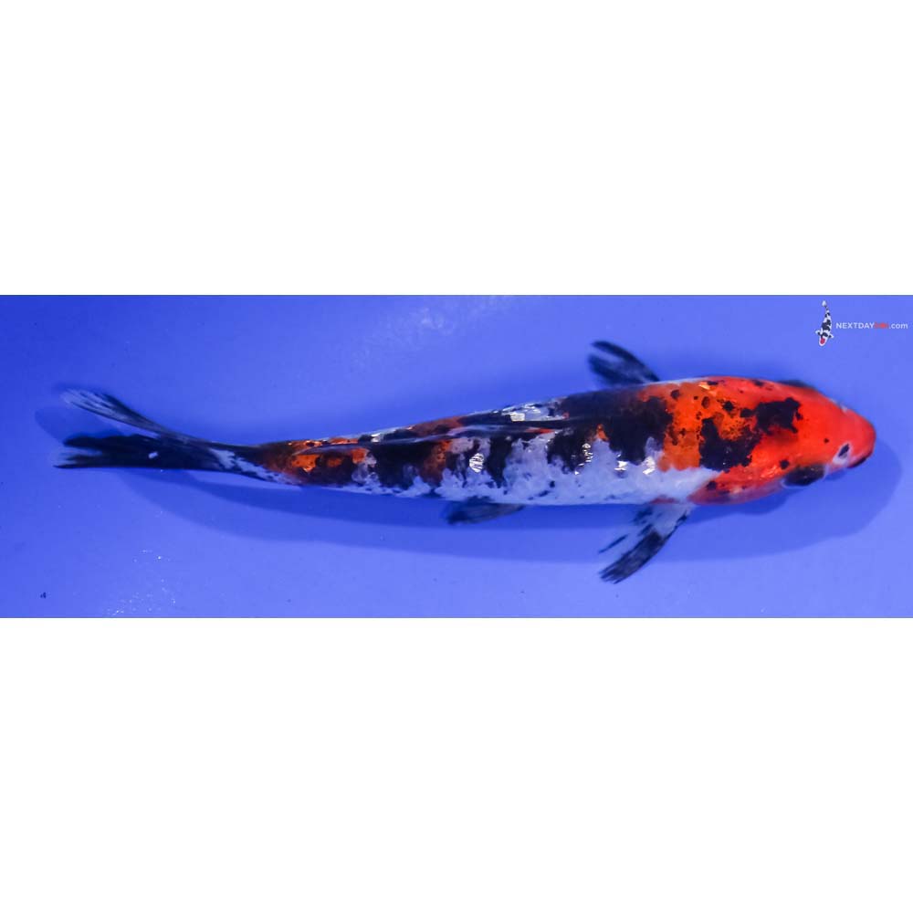 5” Imported Gin Rin Sanke