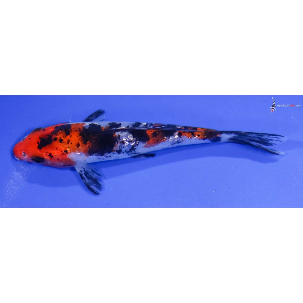 5” Imported Gin Rin Sanke