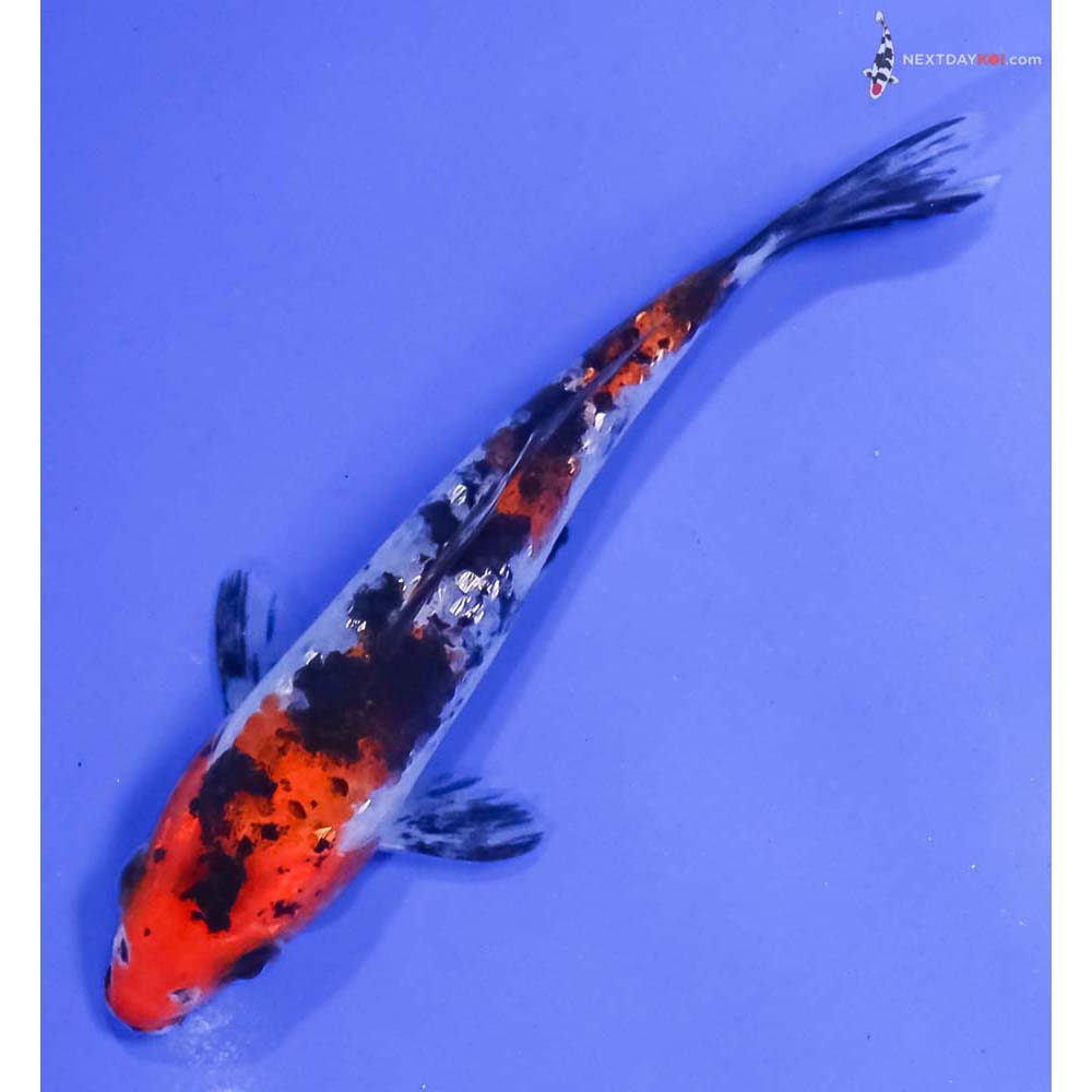 5” Imported Gin Rin Sanke