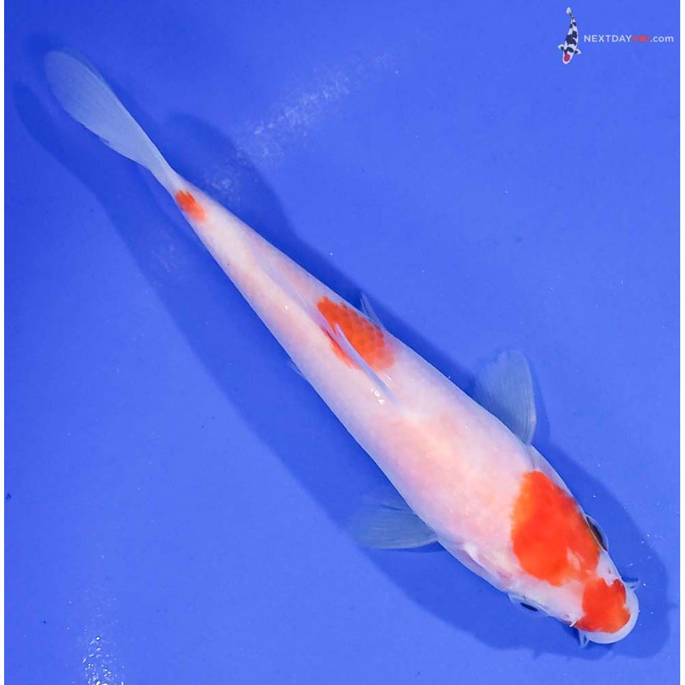 5” Imported Kohaku