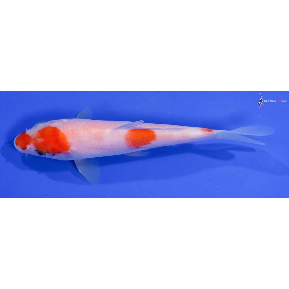 5” Imported Kohaku