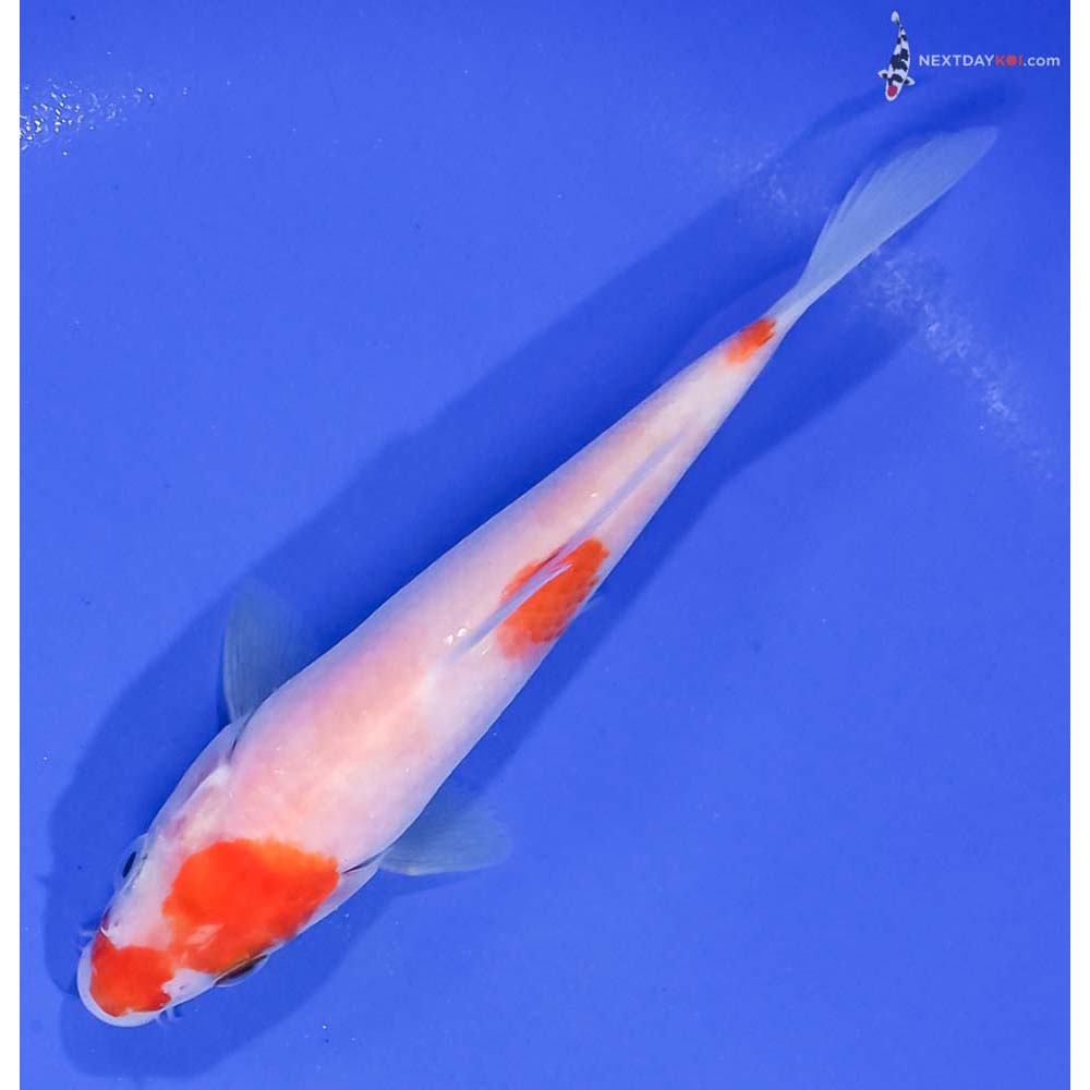 5” Imported Kohaku