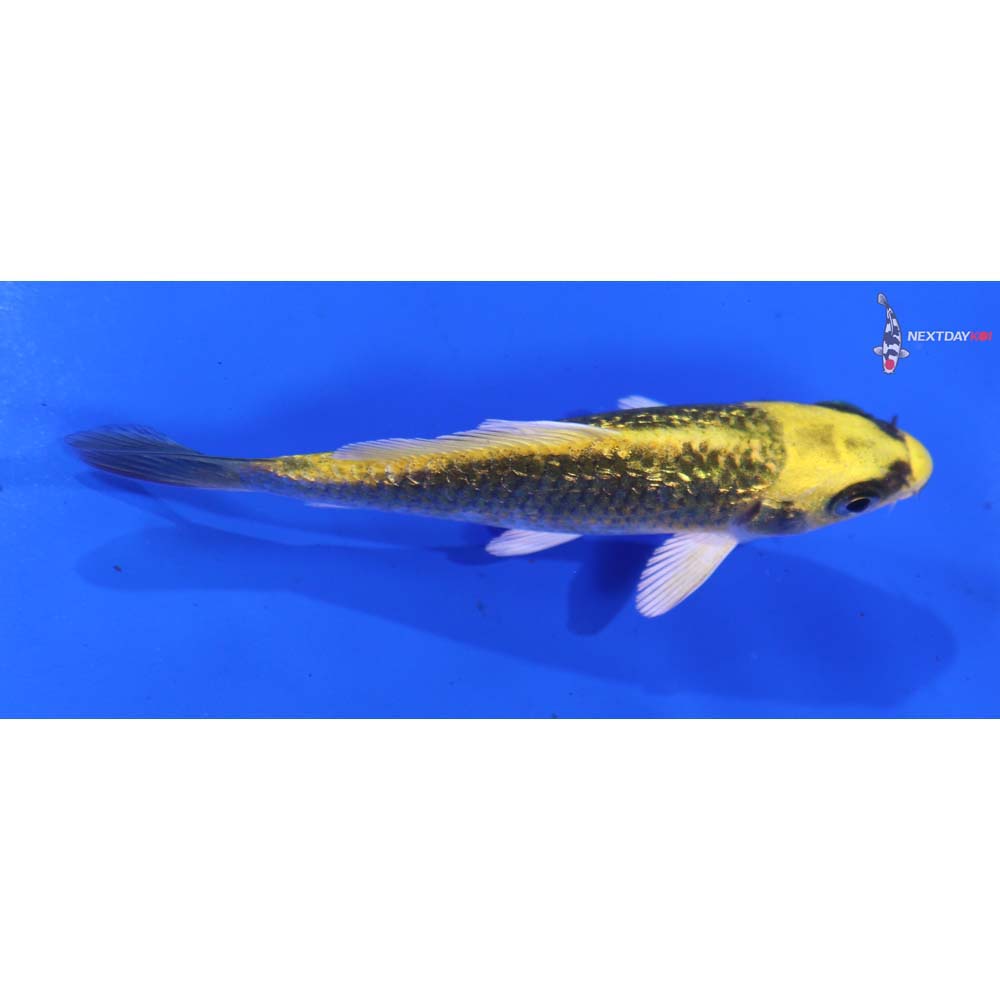 3.5” Imported Gin Rin Ki Matsuba