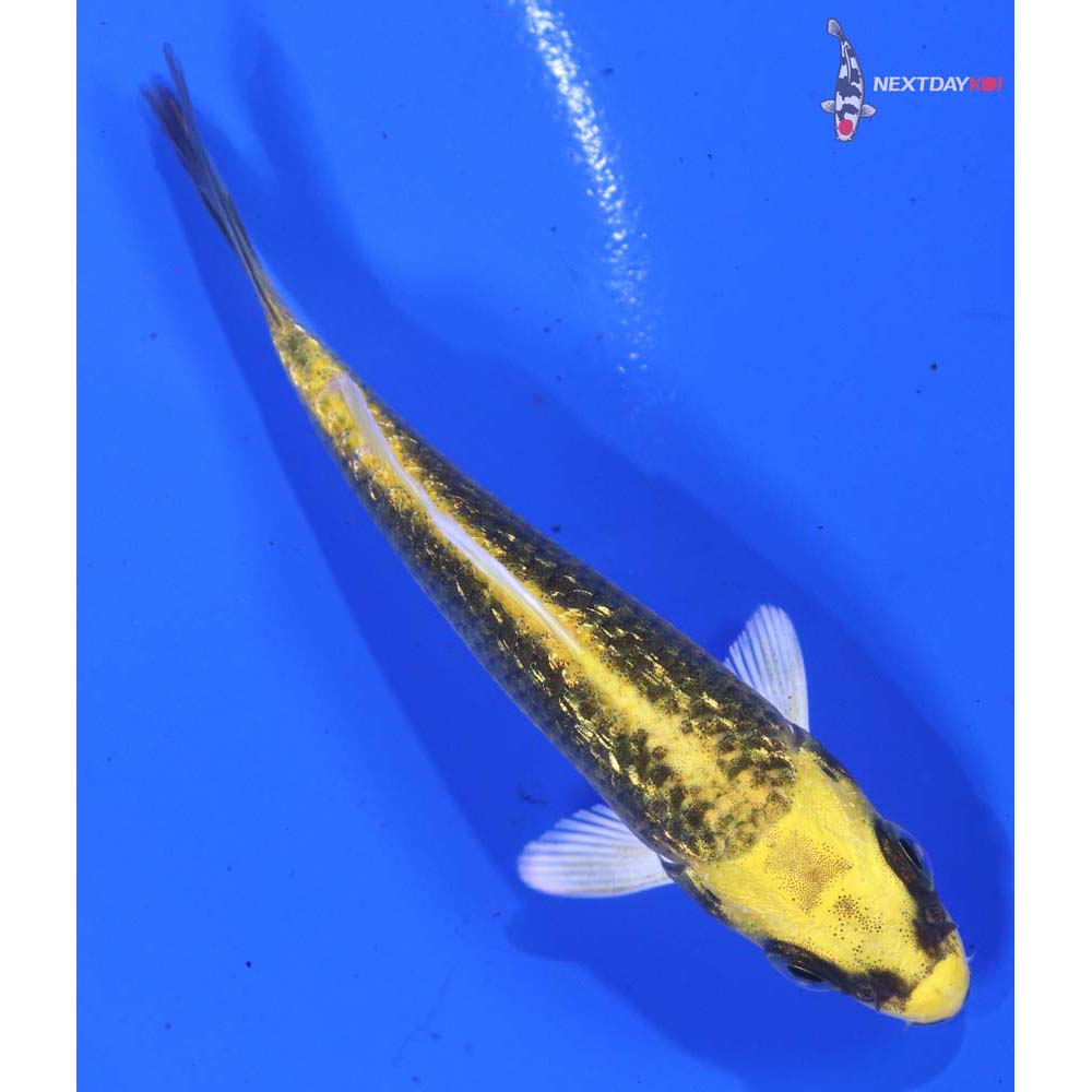 3.5” Imported Gin Rin Ki Matsuba