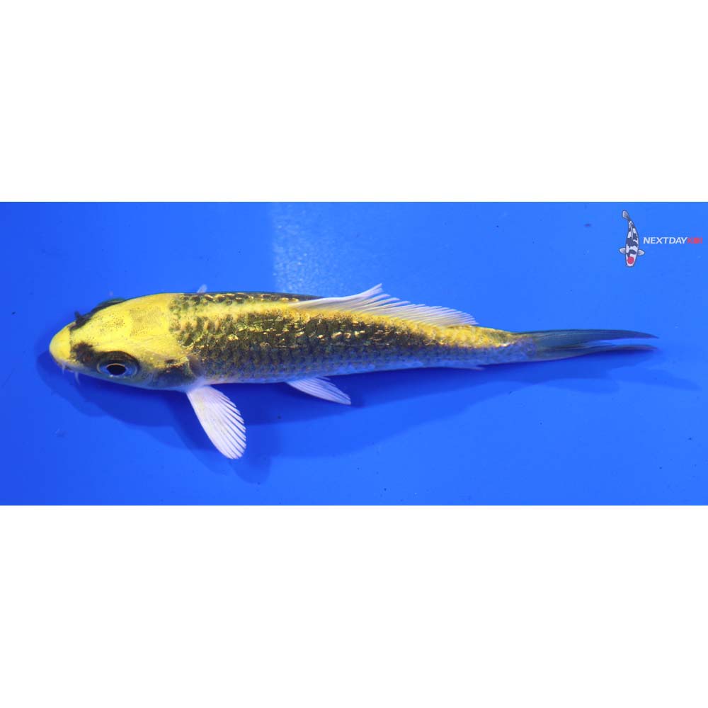 3.5” Imported Gin Rin Ki Matsuba