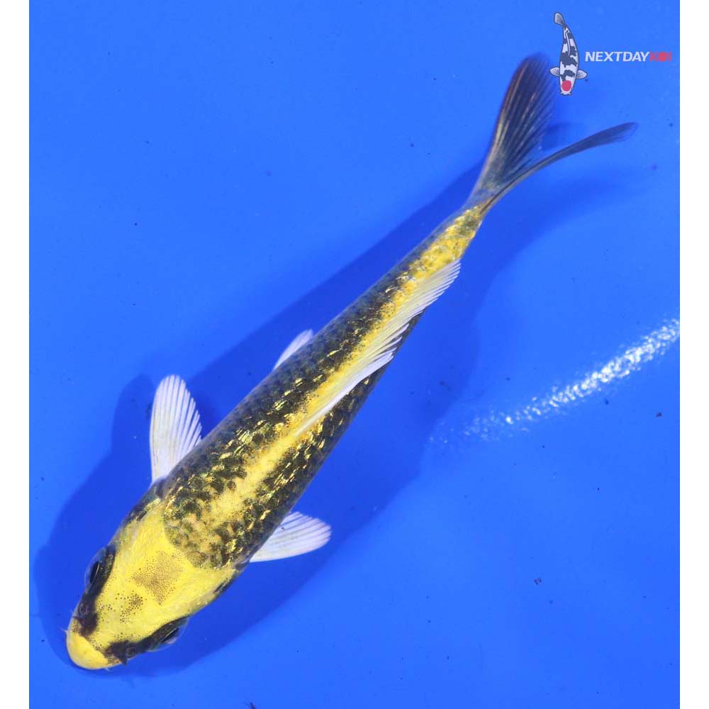 3.5” Imported Gin Rin Ki Matsuba