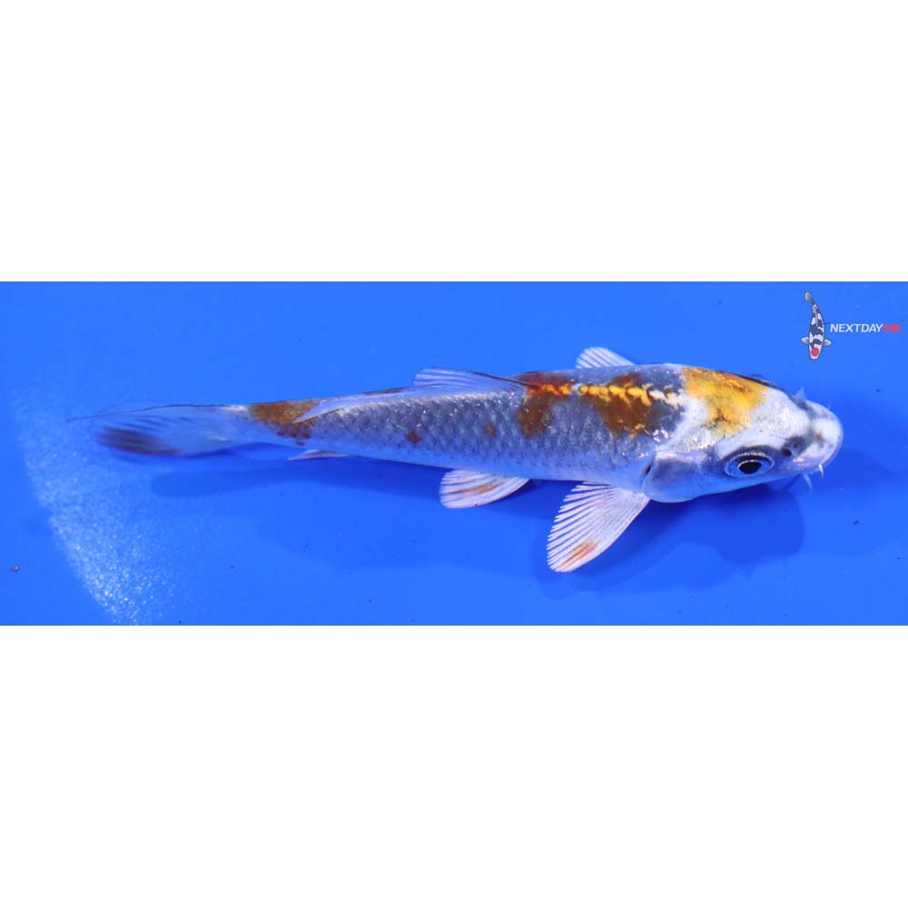 4” Imported Kujaku