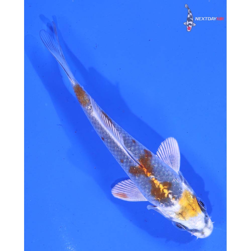 4” Imported Kujaku