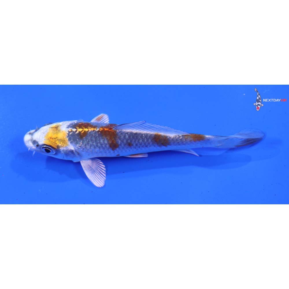 4” Imported Kujaku