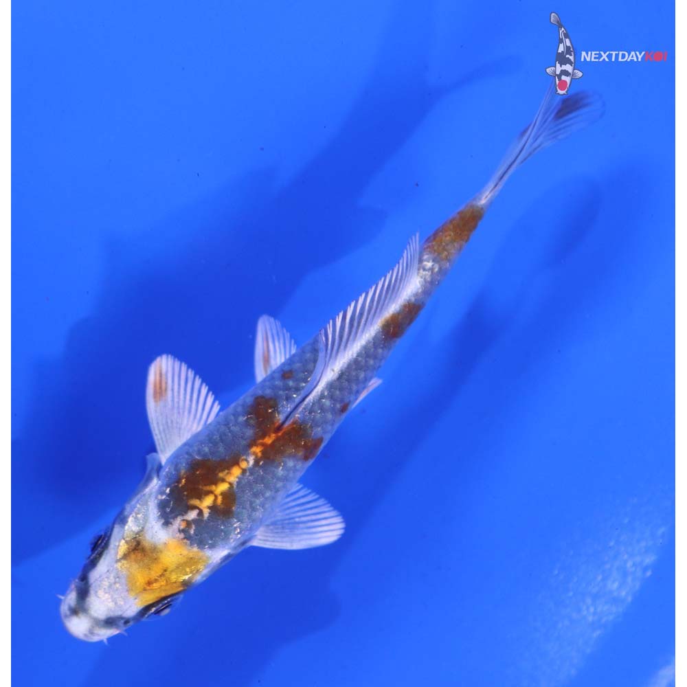 4” Imported Kujaku