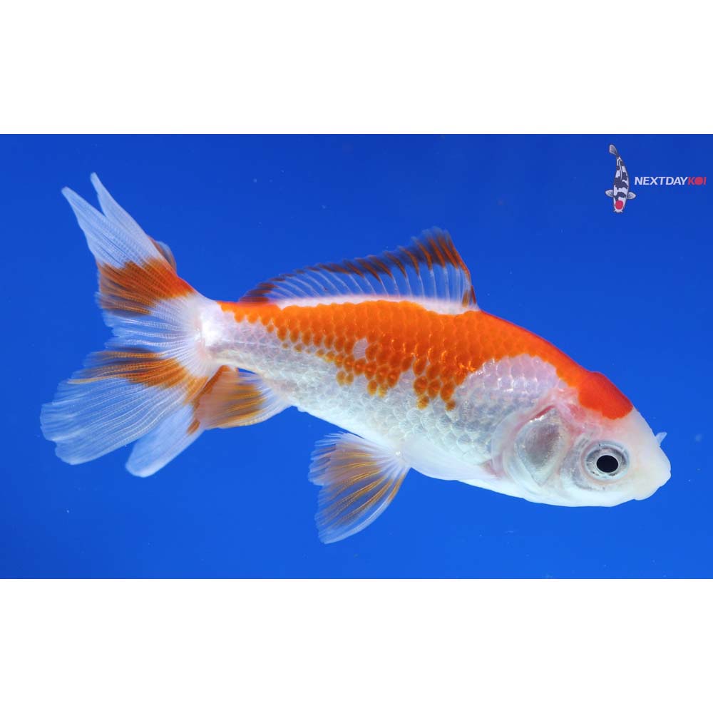 3.5” Imported Red and White Wakin