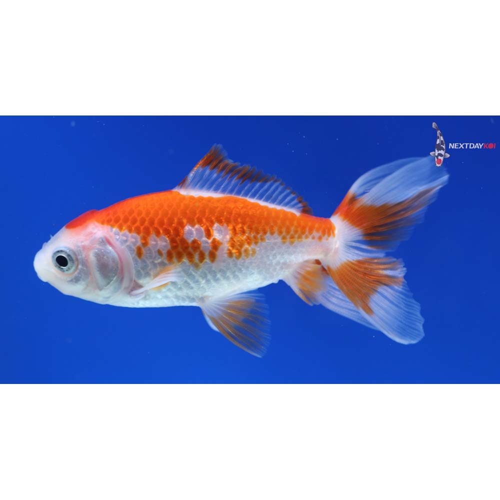 3.5” Imported Red and White Wakin
