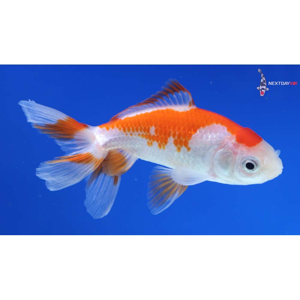 3.5” Imported Red and White Wakin