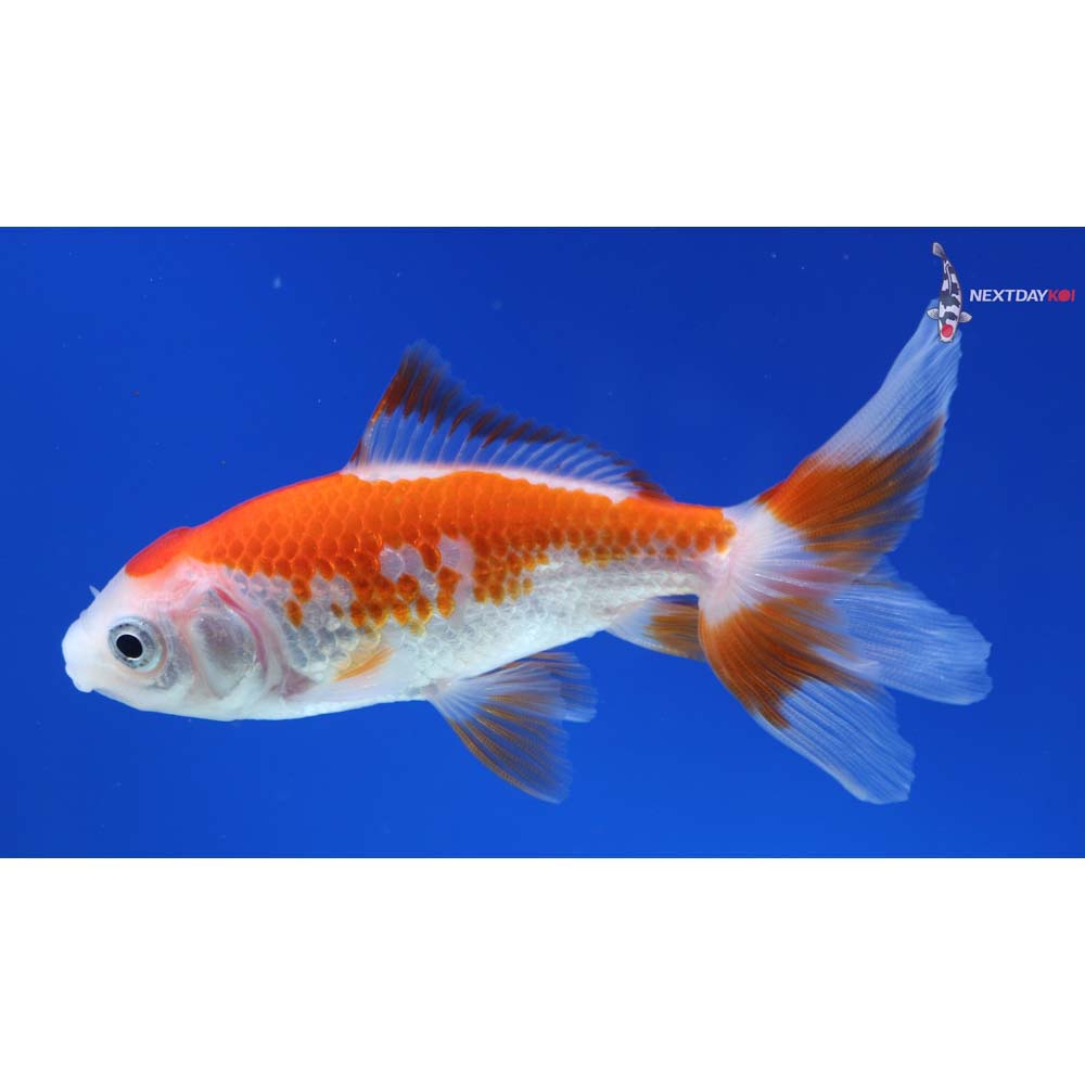3.5” Imported Red and White Wakin