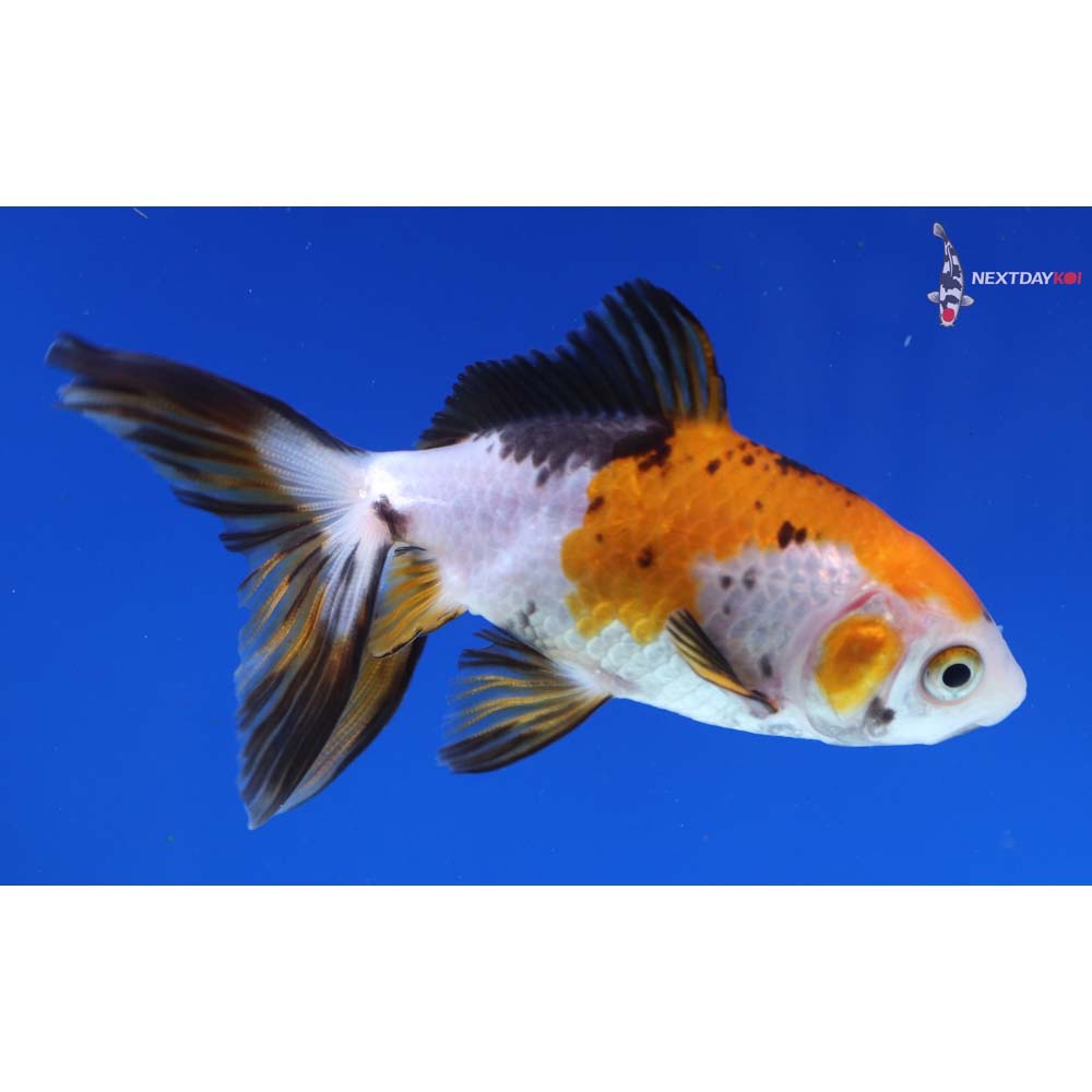 3.5” Imported Tri Color Wakin