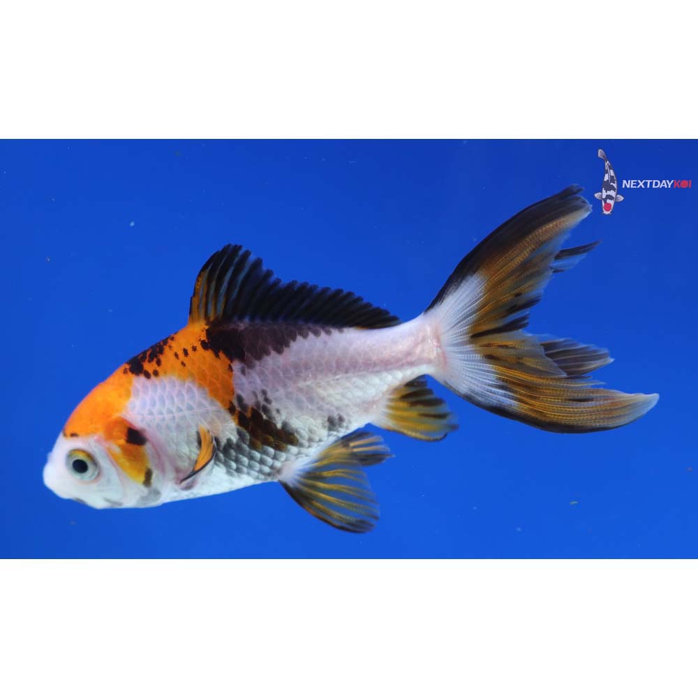 3.5” Imported Tri Color Wakin