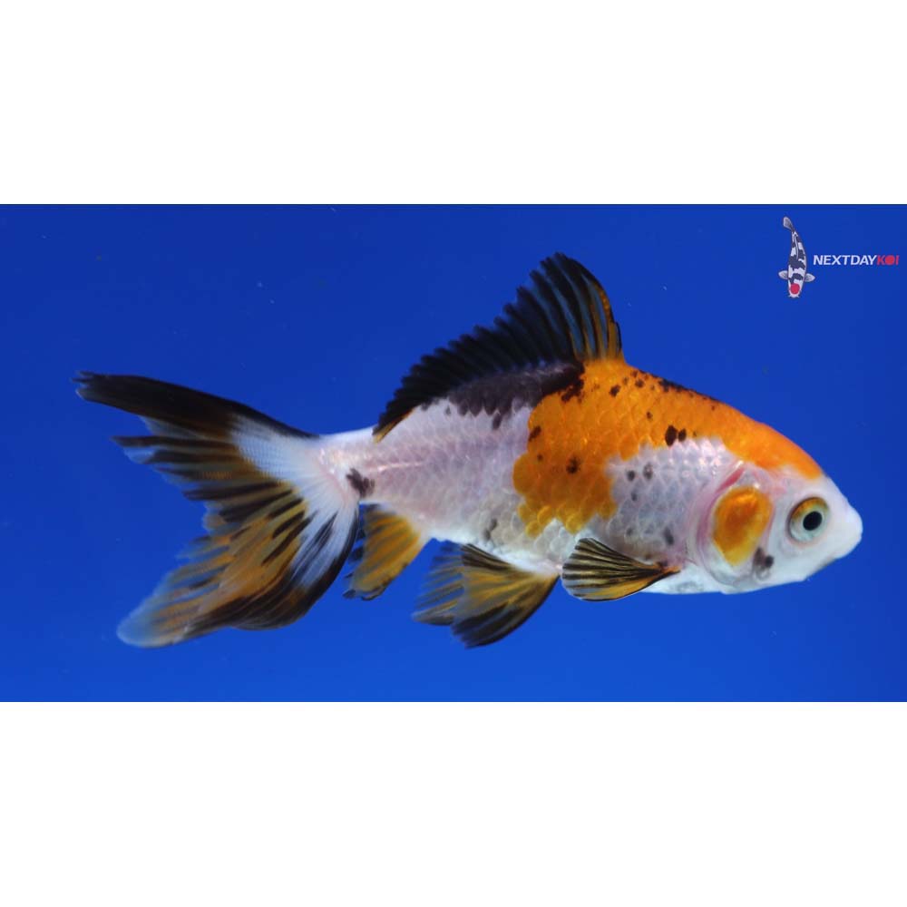 3.5” Imported Tri Color Wakin