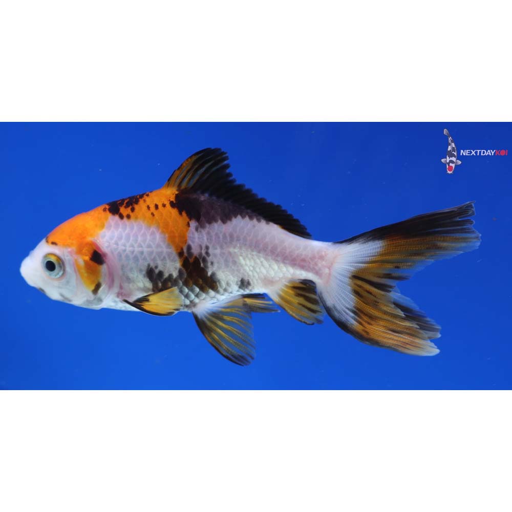 3.5” Imported Tri Color Wakin