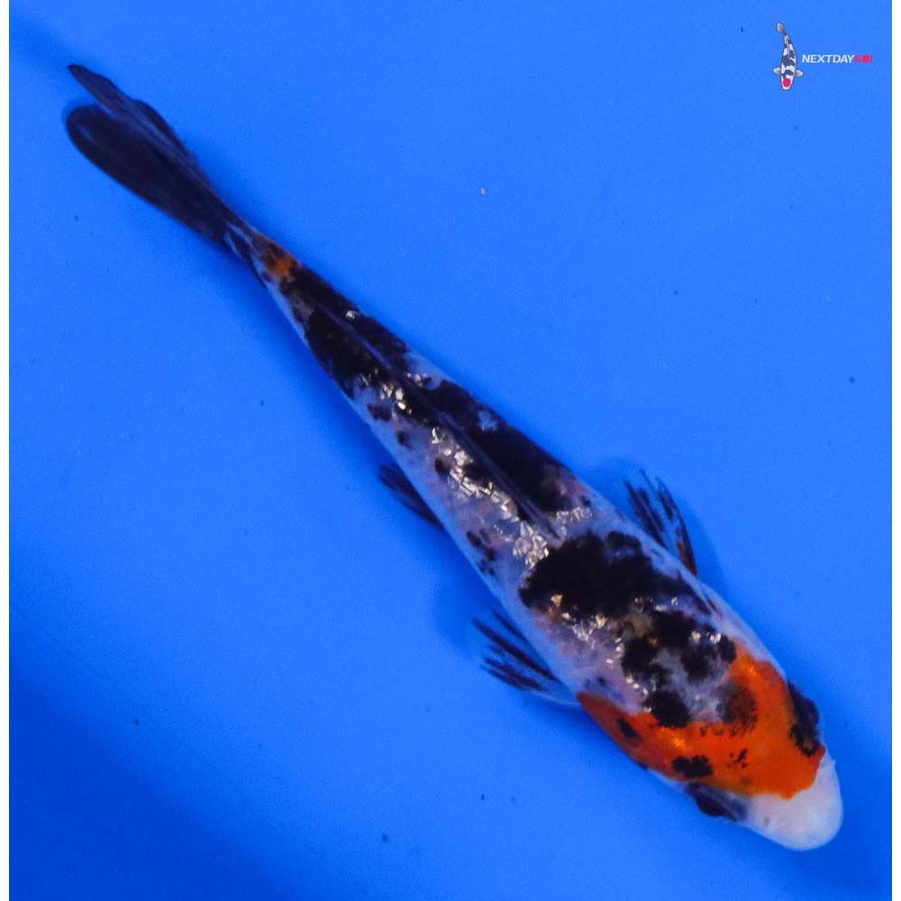 3.5” Imported Gin Rin Sanke