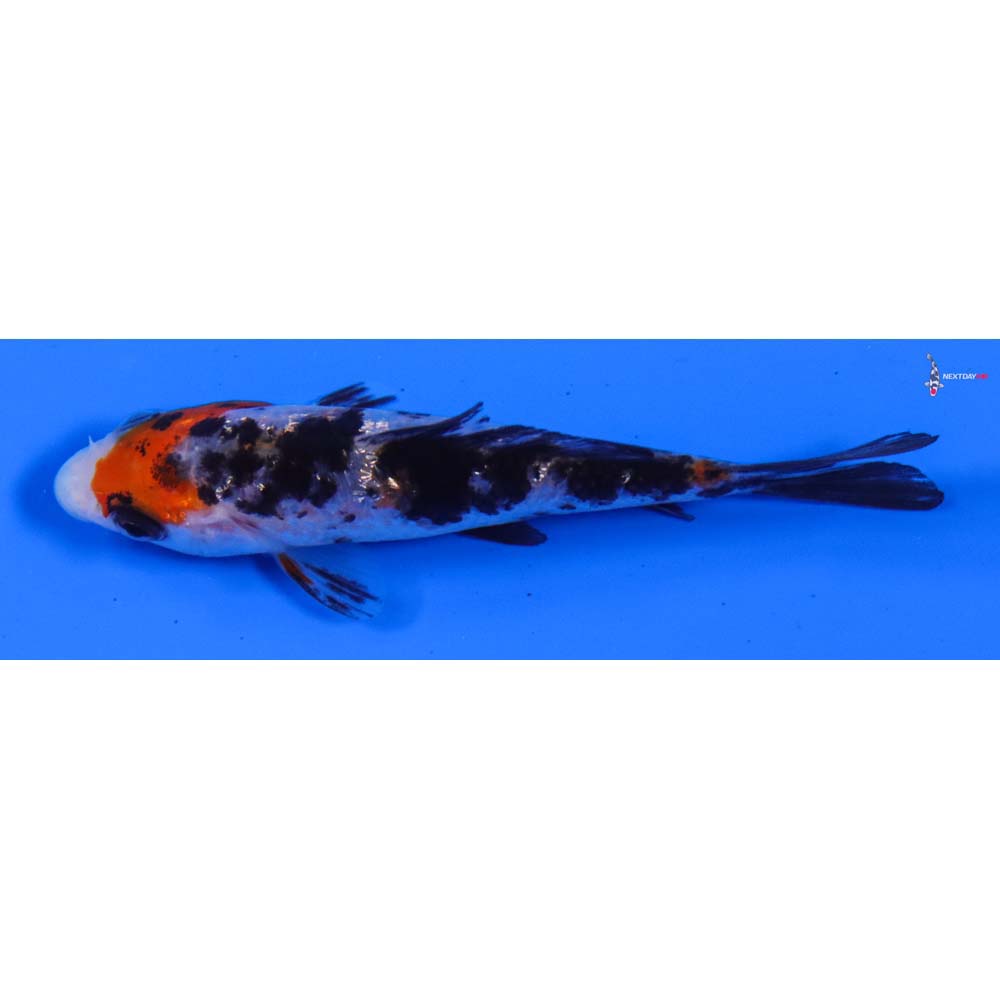 3.5” Imported Gin Rin Sanke