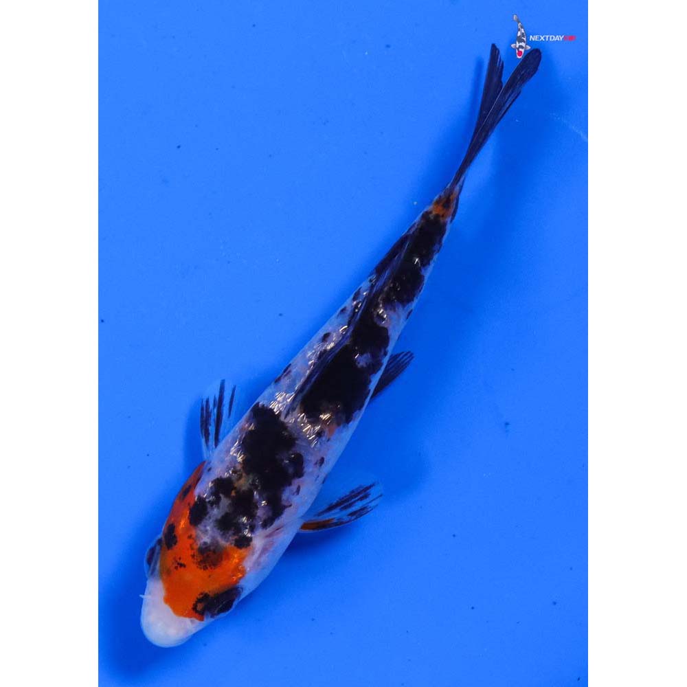 3.5” Imported Gin Rin Sanke