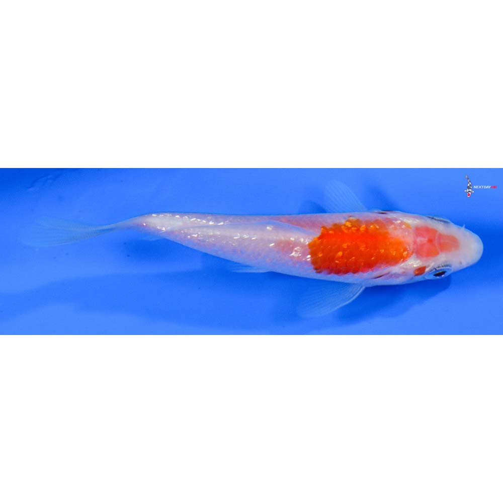 3.5” Imported Gin Rin Kohaku